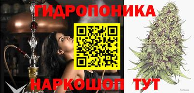 шишки Гай